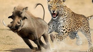 Discovery Wild Animal Fights discovery channeliscovery channel in hindi discovery channel 2021 [upl. by Schroeder]