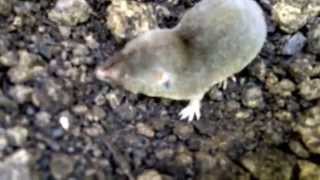 Northern shorttailed shrew Blarina brevicauda [upl. by Sharai24]