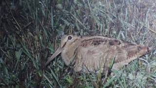 Eurasian woodcock captured at night [upl. by Hermie]