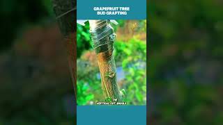 Grapefruit tree Bud Graftingshorts trending fypviralexplorefunnychallengetutorialhowtousa [upl. by Naira326]