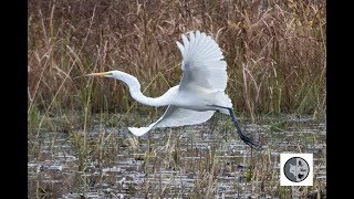 Grande aigrette [upl. by Alina932]