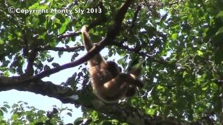 Wild Gibbon Sings [upl. by Killam]