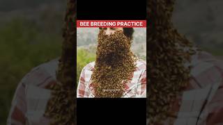 What is Bee Breeding Practice 🤯  Bee Breeding  Honey Bee  short bees honeybees [upl. by Naillimxam]