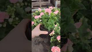 Co powiecie na taką pelargonie 🩷 ogród rośliny pelargonia [upl. by Obara982]