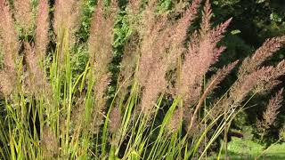 Calamagrostis brachytricha [upl. by Gerc]