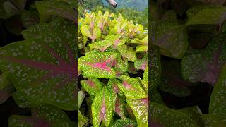 Caladiums shortvideo plants caladium music song [upl. by Ellennad]