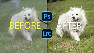 Unlock the Secrets to Transforming Dog Photos like a Pro [upl. by Nason]