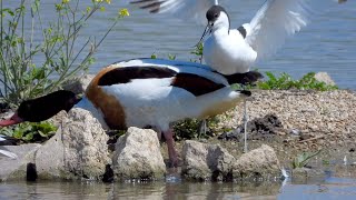 Slimbridge Rushy Hide 4K [upl. by Handbook]