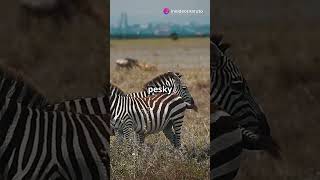 Zebras Natures Striped Marvels facts zebra wildlife [upl. by Hoag862]