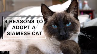 9 Reasons to adopt a Siamese Cat [upl. by Jessalyn]