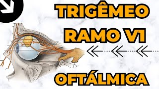 Ramificação V1 OFTÁLMICA do nervo trigêmeo  ANATOMIA  Aula 70 [upl. by Tiraj]