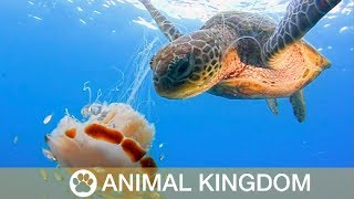 Hungry Turtle Eats Lion Mane Jellyfish [upl. by Carlee]