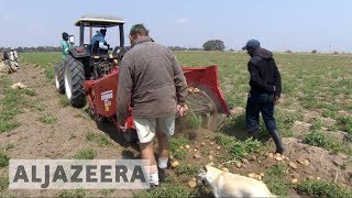 White farmers thrive in Zambia years after driven from Zimbabwe [upl. by Koorb963]