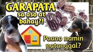 GARAPATA sa aso at bahay paano ba namin natanggal  VetCore plus review  Tonya Grays [upl. by Yzeerb]