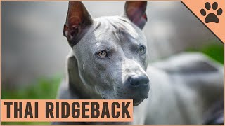 Thai Ridgeback  Why Get A Thai Ridgeback [upl. by Eisse554]