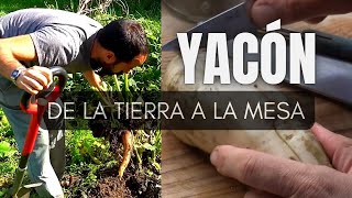 YACÓN de la tierra a la mesa [upl. by Mattheus]