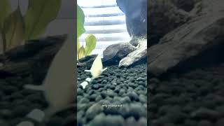 Albino Corydoras Albino Paleatus Cory [upl. by Arakaj82]