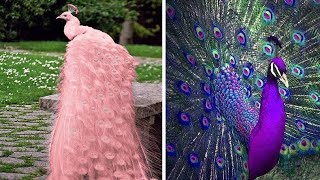 10 Pavos Reales Más Hermosos del Mundo que Querrás como Mascota [upl. by Merril]