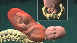 Cervical Effacement 3D Animation [upl. by Mathian584]