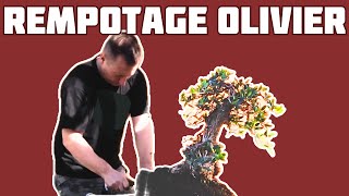 COMMENT REMPOTER UN OLIVIER BONSAÏ 🌱NEJIKAN BONSAI 🌱 [upl. by Leschen]