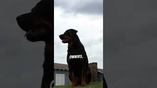 Rottweilers are intelligent and energetic dogs [upl. by Akenom533]