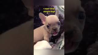 Roo want fried chicken and fries waggingtailsrescue puppy cute frenchie frenchbulldog [upl. by Ierna]