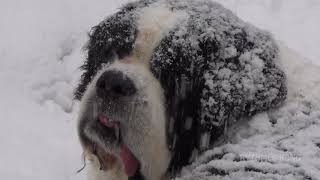 Ours le SaintBernard enseveli sous la neige [upl. by Aram571]