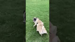 Murphy amp Paddingtons Park Adventure  Watch the ChaseDogLife PetAdventures CuteDogs [upl. by Nairrot]