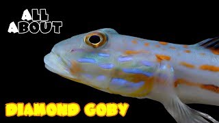 All About The Diamond Goby [upl. by Brower692]