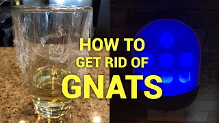 How To Get Rid Of Gnats [upl. by Blain]