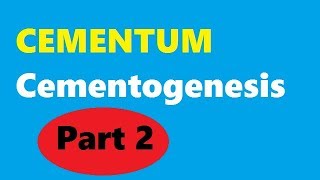 Cementum Part 2 Cementogenesis [upl. by Bearce208]