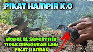 Pikat Hampir KO Model BL Seperti ini Tidak Diragukan Lagi Dijadikan Pikat Handal [upl. by Karlis76]