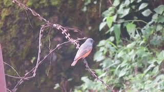 Black Redstart Phoenicurus ochruros rufiventris Pulchowki Kathmandu Nepal 4 Sept 2024 22 [upl. by Winchester642]