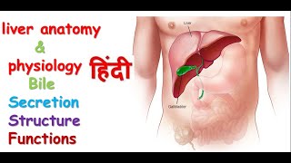 liver anatomy amp physiology in hindi  lobes of liver  functions  structure [upl. by Victory774]