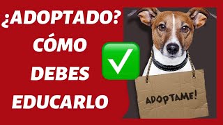 ¿Cómo EDUCAR un PERRO ADOPTADO 🤔  TODO lo que DEBES SABER 100 EFECTIVO ✅ [upl. by Ekle750]