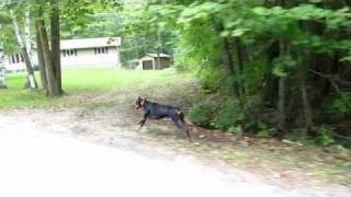 DOBERMAN PINSCHER RUNNING AT FULL SPEED [upl. by Larissa]