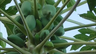 HOW TO Tell if a Papaya is Male or Female [upl. by Reinert397]