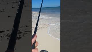 Lancelin Whiting Bonanza [upl. by Vincents124]