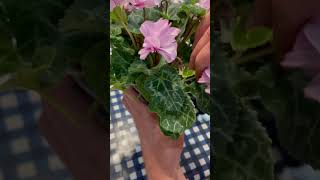 How To Dead Head Cyclamen Cyclamen Plant Care gardening cyclamen howto shortvideo plants [upl. by Onihc]