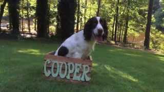 Springer Spaniel Coopers 1st Year [upl. by Petunia746]