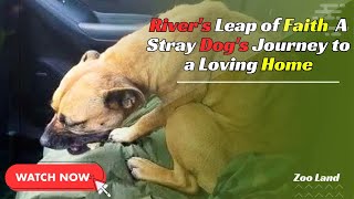 Emaciated stray dog sees open car door and decides to take ‘leap of faith’ [upl. by Zined]