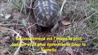 La ponte de la tortue dHermann [upl. by Ativet]