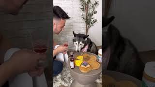 Preparando una Cena Elegante para Mi Husky ¡Mira su Reacción 👀😳 [upl. by Ranson]