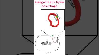 Lysogenic Cycle of Lambdaphage microbiology bacteriophage animation [upl. by Hogen]