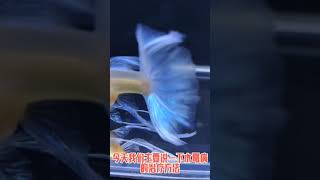 什麼是孔雀魚的水霉病，該怎麼救治 [upl. by Carolynn]