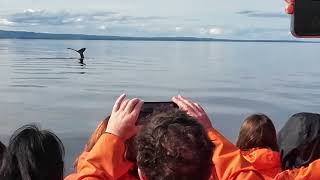 Tadoussac  la baleine montre sa queue [upl. by Stromberg]