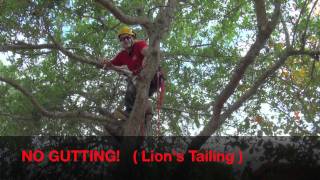 Pruning Live Oak For Health amp Safetymov [upl. by Braeunig228]