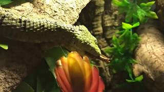 Arboreal alligator lizard Abronia mixteca eats snake [upl. by Adi]