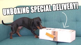 Crusoe Unboxing SPECIAL Delivery  Cute Dog Video Unboxing [upl. by Yenhoj]