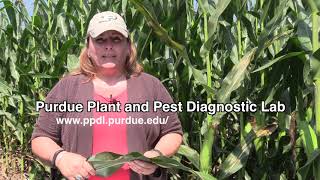 Physoderma Brown Spot of Corn [upl. by Annalee633]